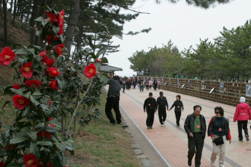 Seocheon Camellia Octopus Festival  (4/16)