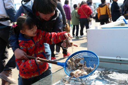 Seocheon Camellia Octopus Festival 