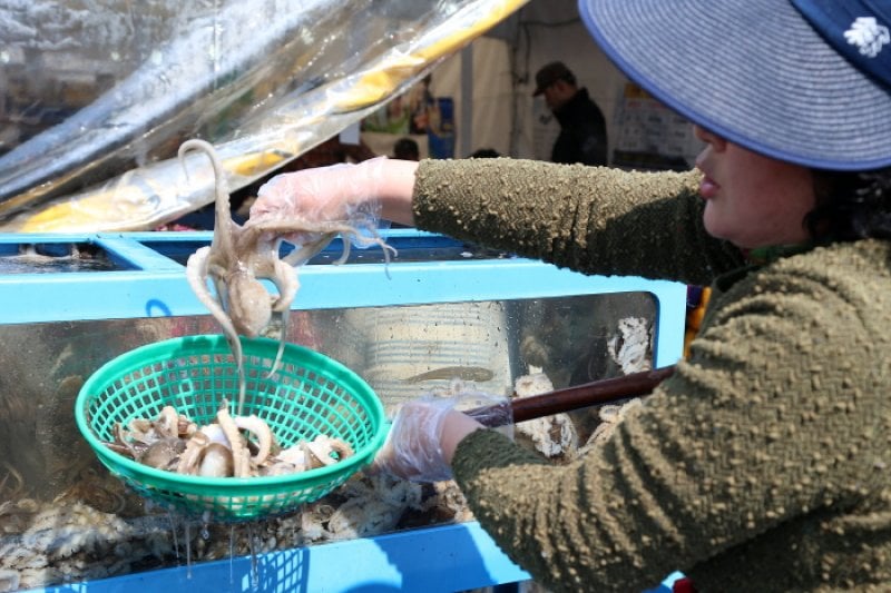 Seocheon Camellia Octopus Festival  (8/16)
