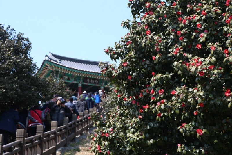 Seocheon Camellia Octopus Festival  (9/16)