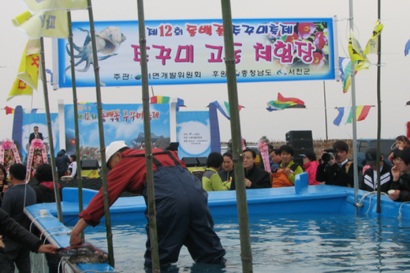 Seocheon Camellia Octopus Festival  (11/16)