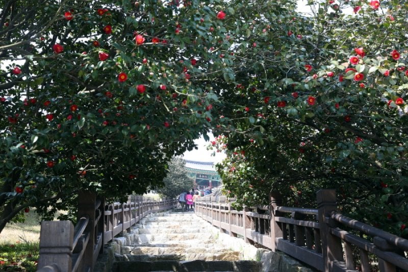 Seocheon Camellia Octopus Festival  (12/16)