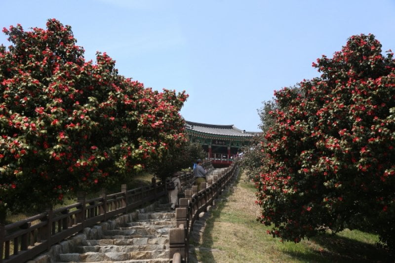 Seocheon Camellia Octopus Festival  (13/16)