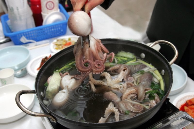 Seocheon Camellia Octopus Festival  (15/16)
