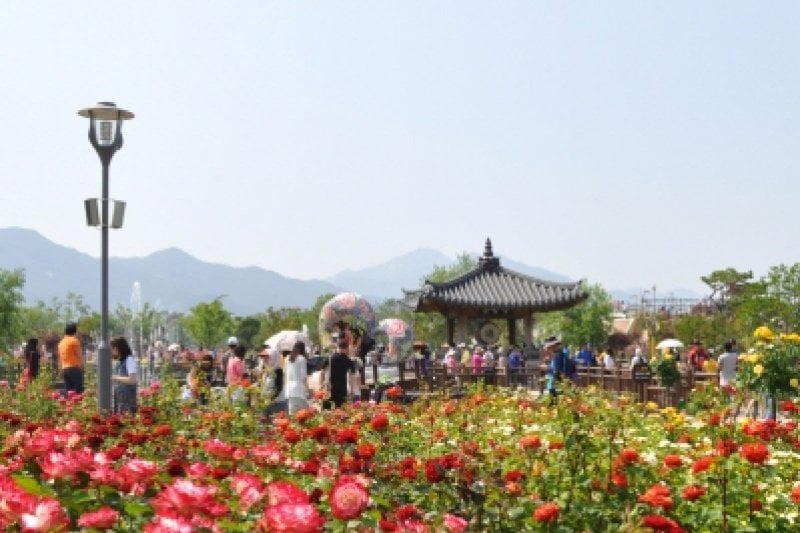 International Rose Festival Gokseong  (1/6)