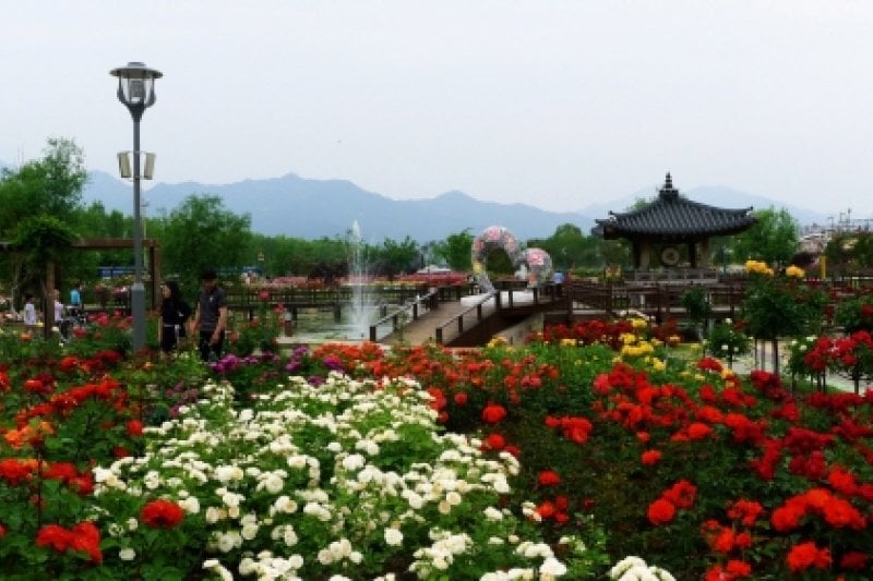 International Rose Festival Gokseong  (2/6)