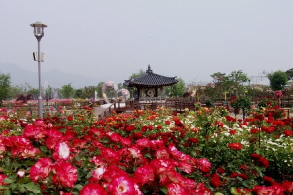 International Rose Festival Gokseong