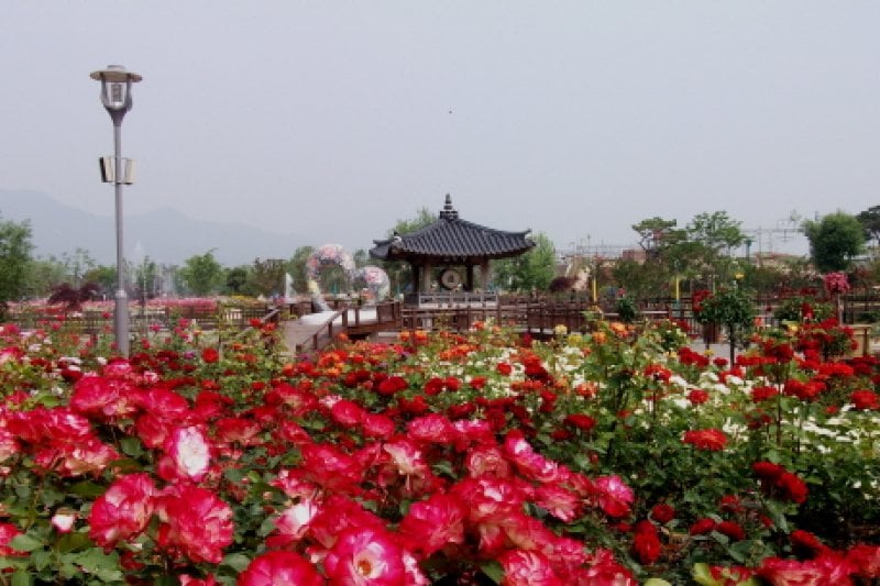 International Rose Festival Gokseong  (4/6)