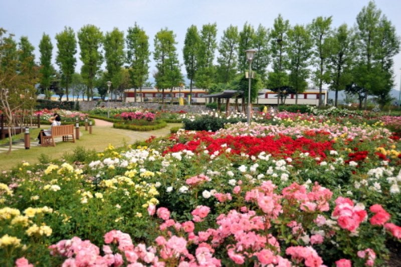 International Rose Festival Gokseong  (5/6)