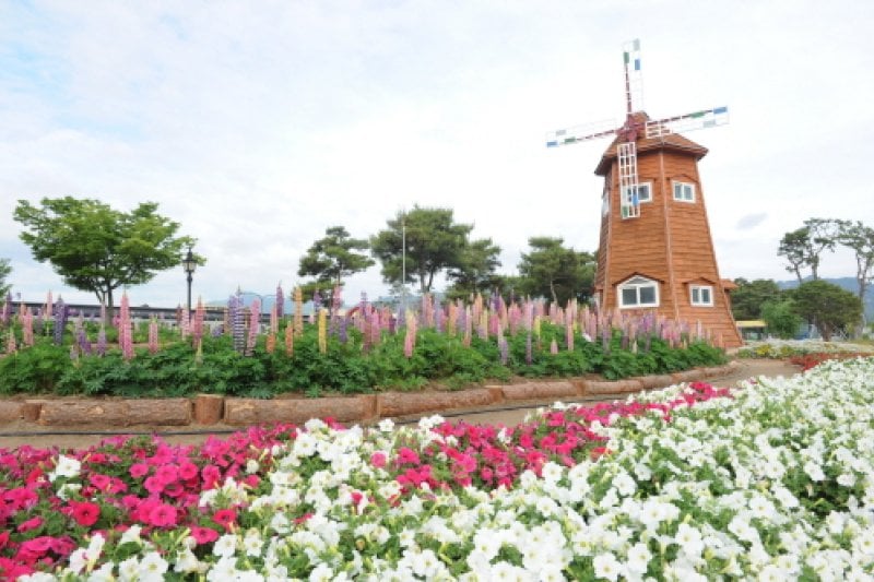 International Rose Festival Gokseong  (6/6)
