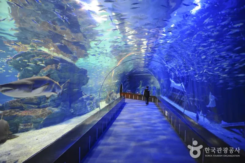 Haeundae Special Tourist Zone  (12/15)