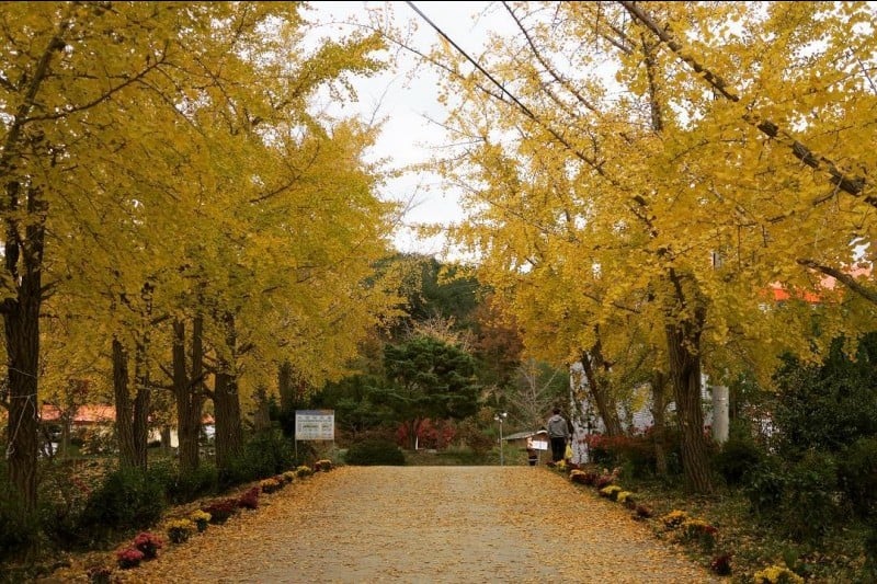 Boryeong Eunhaeng  (4/6)