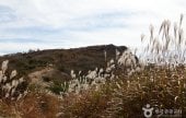 Korean Rosebay and Reed Habitat of Biseulsan Mountain 