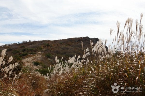 Korean Rosebay and Reed Habitat of Biseulsan Mountain