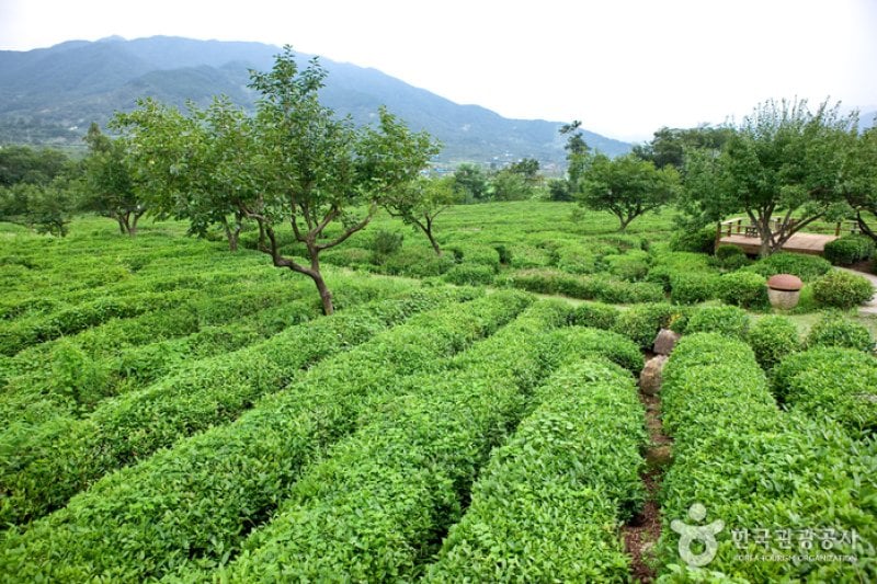 Maeam Tea Museum  (2/17)