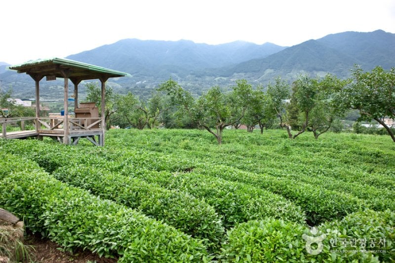 Maeam Tea Museum  (3/17)