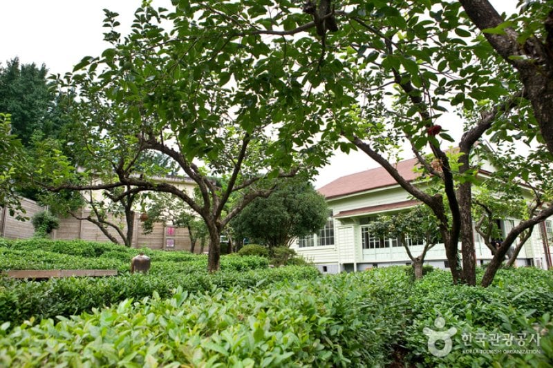 Maeam Tea Museum  (6/17)