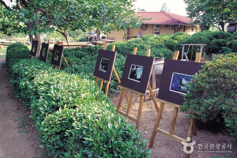 Maeam Tea Museum  (16/17)
