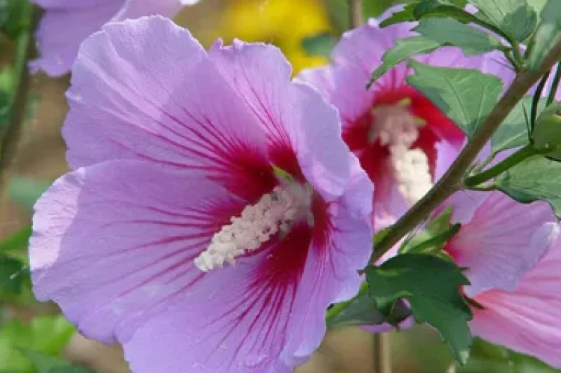 Rose of Sharon Festival of The Garden of Morning Calm  (1/5)