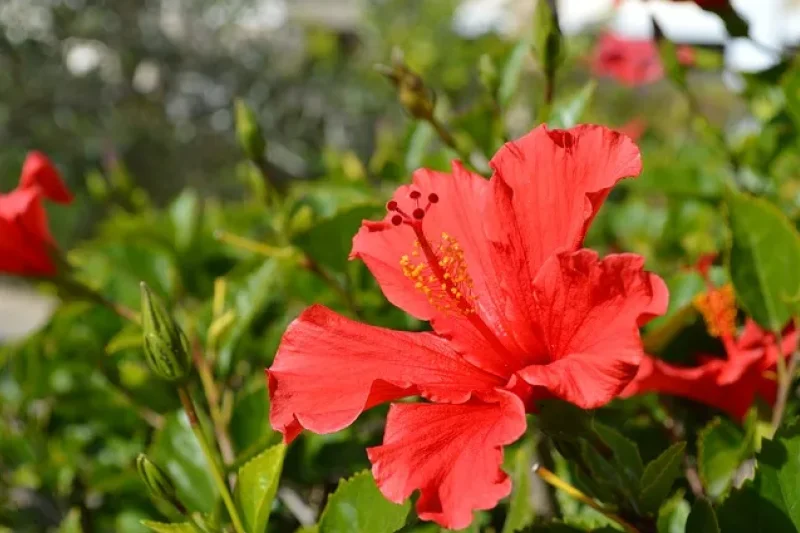 Rose of Sharon Festival of The Garden of Morning Calm  (2/5)