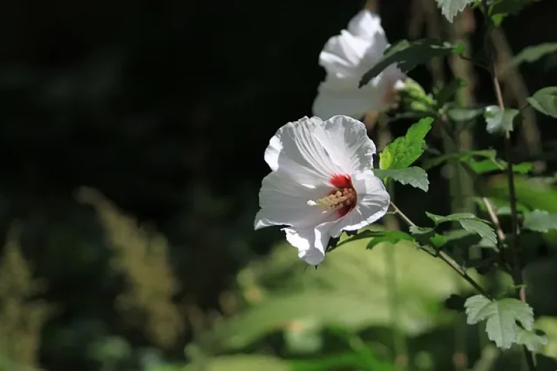 Rose of Sharon Festival of The Garden of Morning Calm  (3/5)