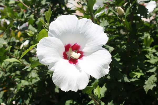 Rose of Sharon Festival of The Garden of Morning Calm