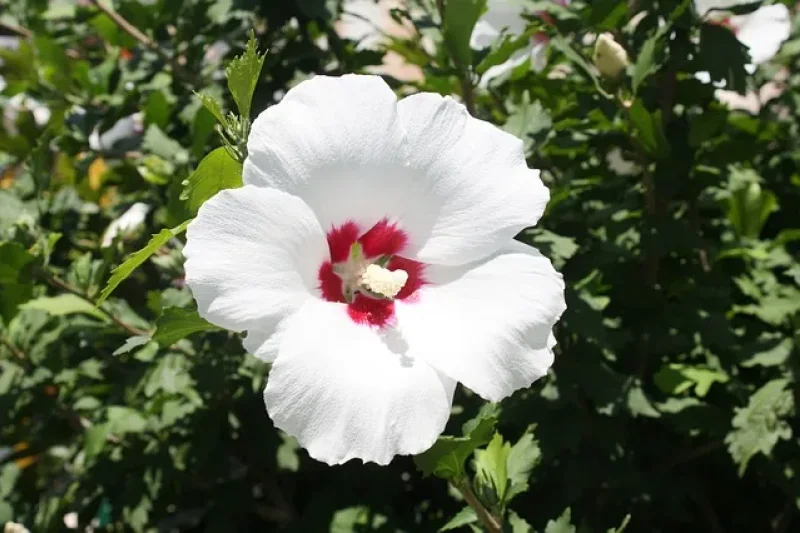 Rose of Sharon Festival of The Garden of Morning Calm  (4/5)