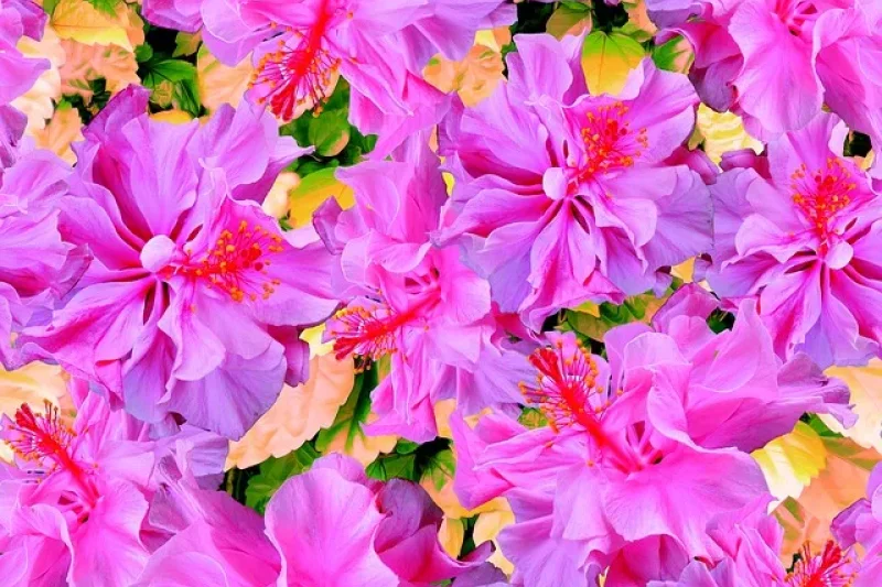 Rose of Sharon Festival of The Garden of Morning Calm  (5/5)