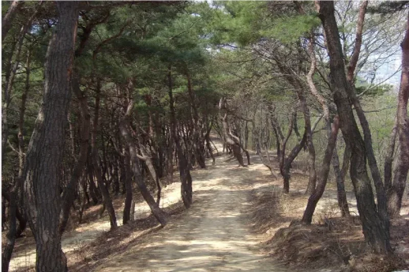 Solmarugil Road  (5/6)