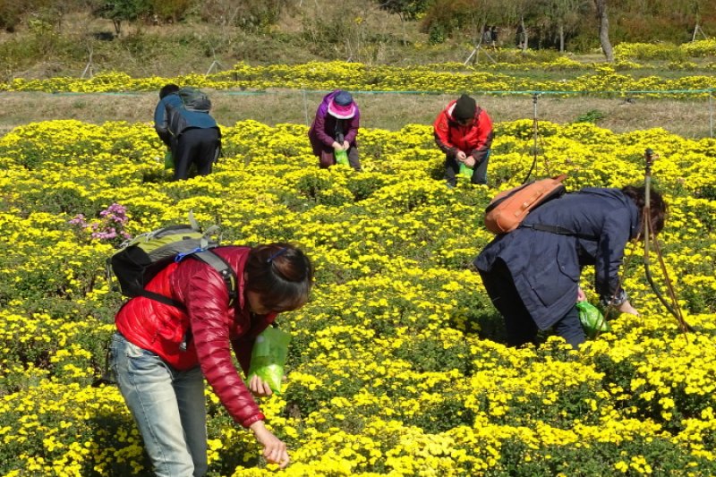Hampyeong Grand Chrysanthemum Festival  (4/8)