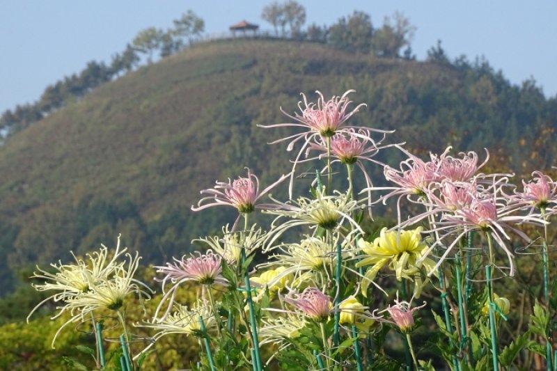 Hampyeong Grand Chrysanthemum Festival  (5/8)