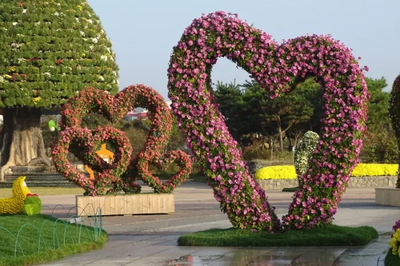 Hampyeong Grand Chrysanthemum Festival  (6/8)