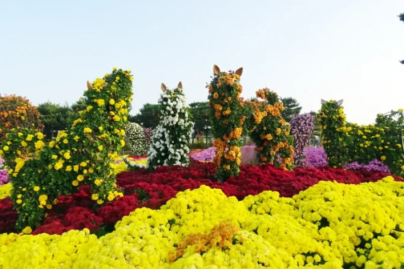 Hampyeong Grand Chrysanthemum Festival  (7/8)