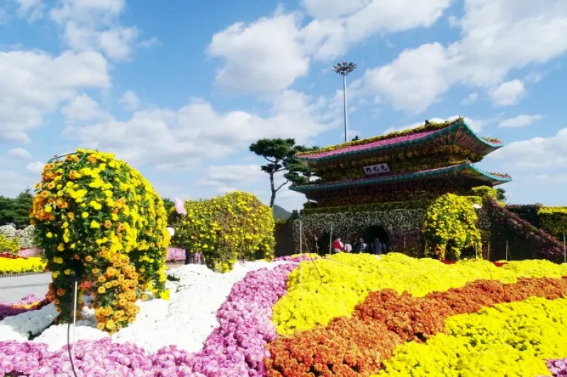 Hampyeong Grand Chrysanthemum Festival  (8/8)