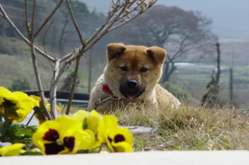 Jindo Dog  (2/4)