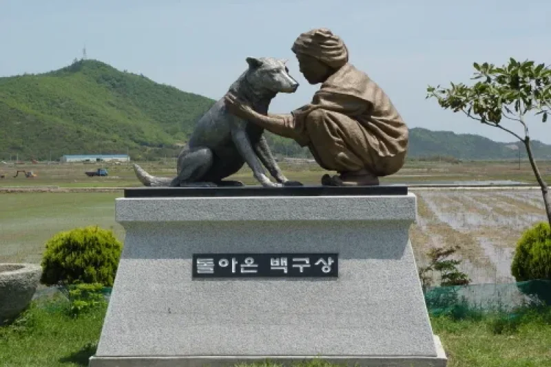 Jindo Dog  (3/4)