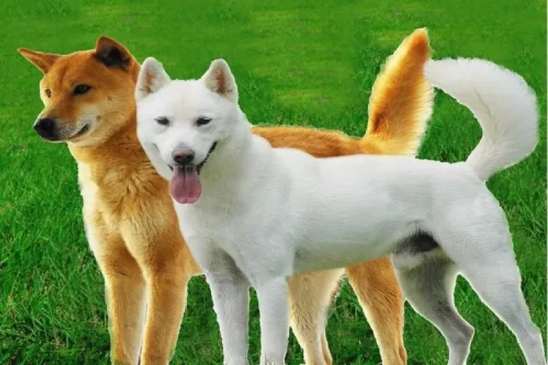 Jindo Dog  (4/4)