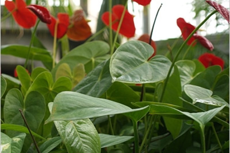 Bucheon Botanical Garden  (3/11)