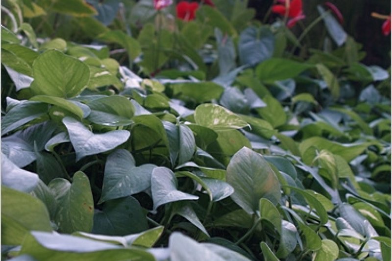 Bucheon Botanical Garden  (6/11)