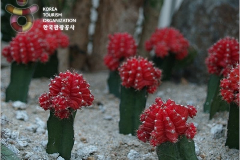 Bucheon Botanical Garden  (7/11)