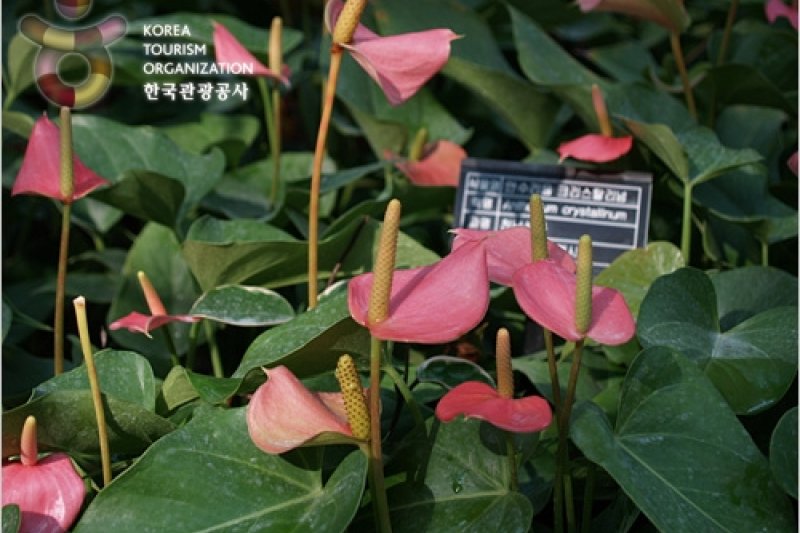 Bucheon Botanical Garden  (9/11)
