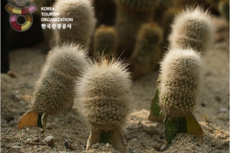 Bucheon Botanical Garden  (11/11)