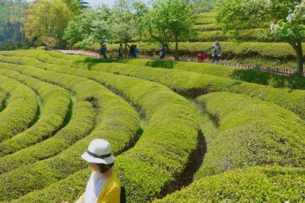 [Korea] Korea’s major green tea event, Boseong Green Tea Festival to start on May 3!