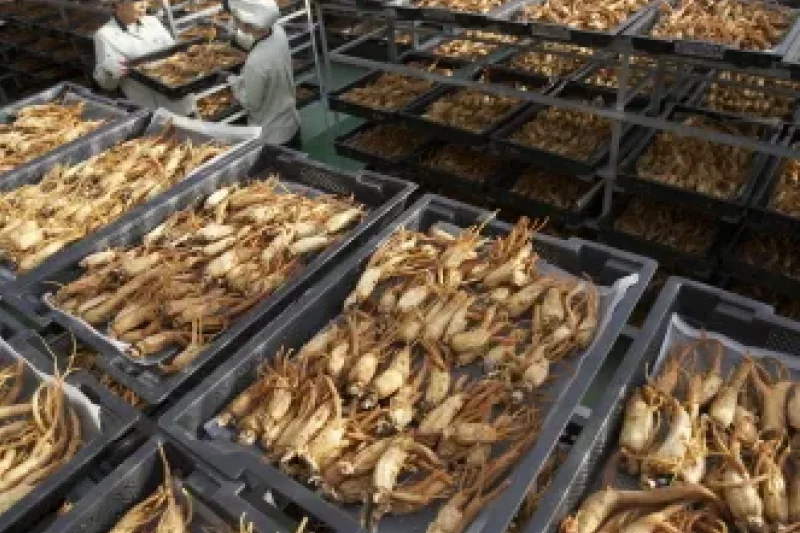 Korea Ginseng Corporation - Korea Ginseng Factory  (3/10)