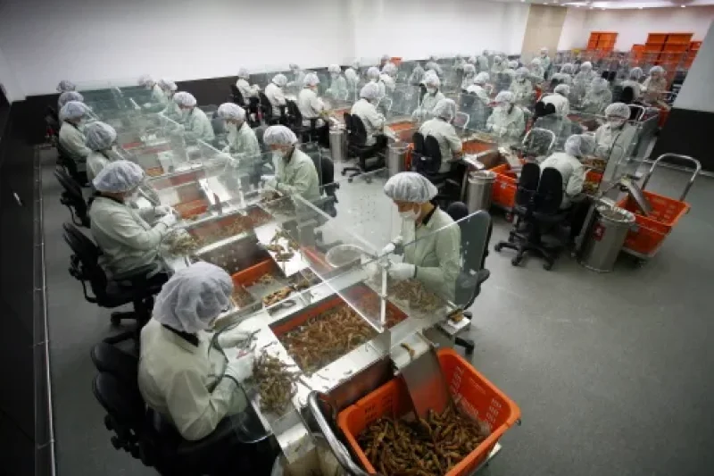 Korea Ginseng Corporation - Korea Ginseng Factory  (4/10)