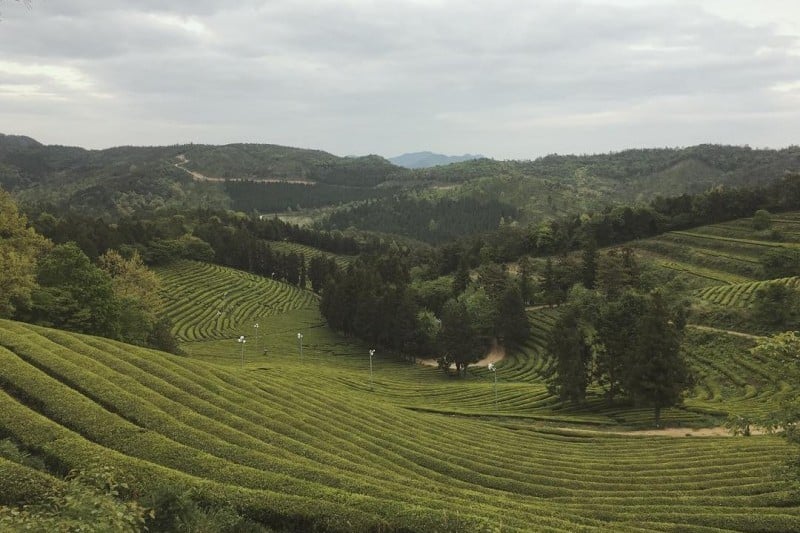 Korean Tea and Sori Cultural Park  (1/7)