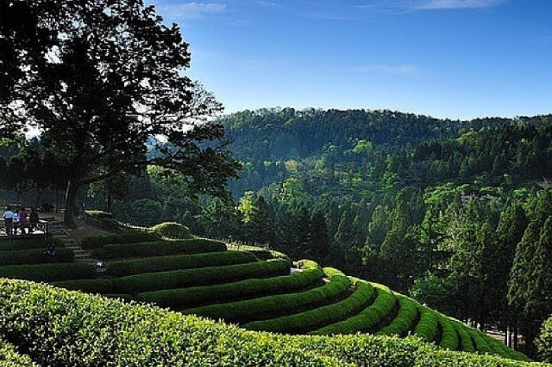 Boseong Green Tea Festival  (1/6)