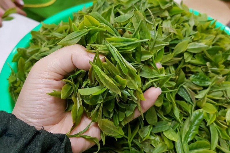 Boseong Green Tea Festival  (3/6)