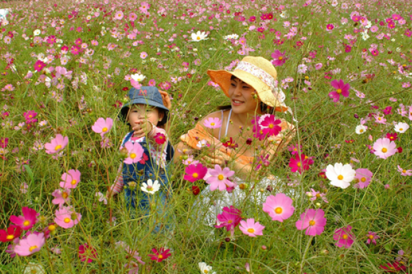 Samcheok King’s Cosmos Festival
