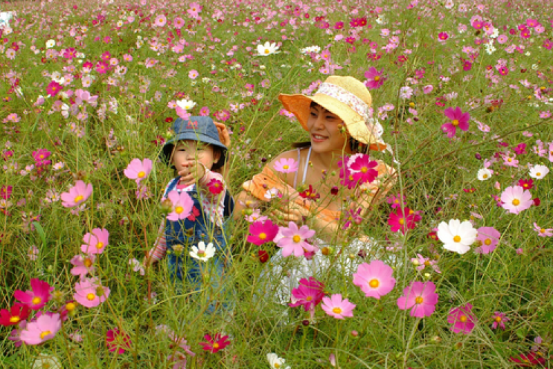 Samcheok King’s Cosmos Festival  (1/3)
